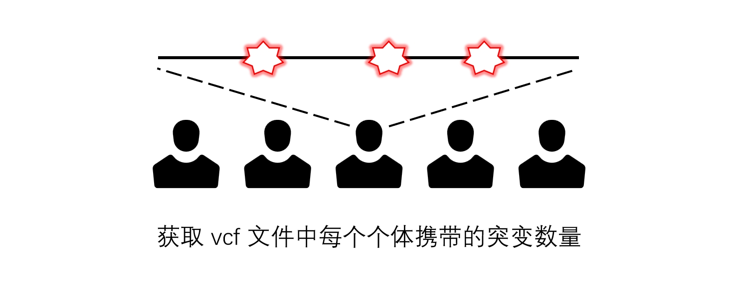 获取 vcf 文件中每个个体携带的突变数量